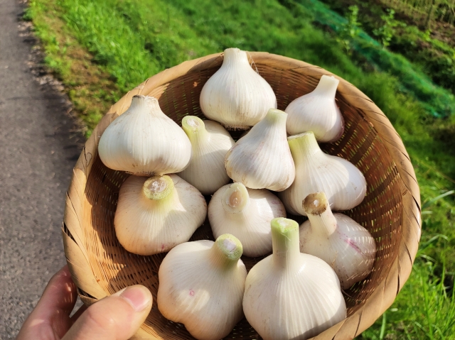 長崎県 壱州早生にんにく